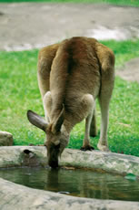 känguru, austraalia
