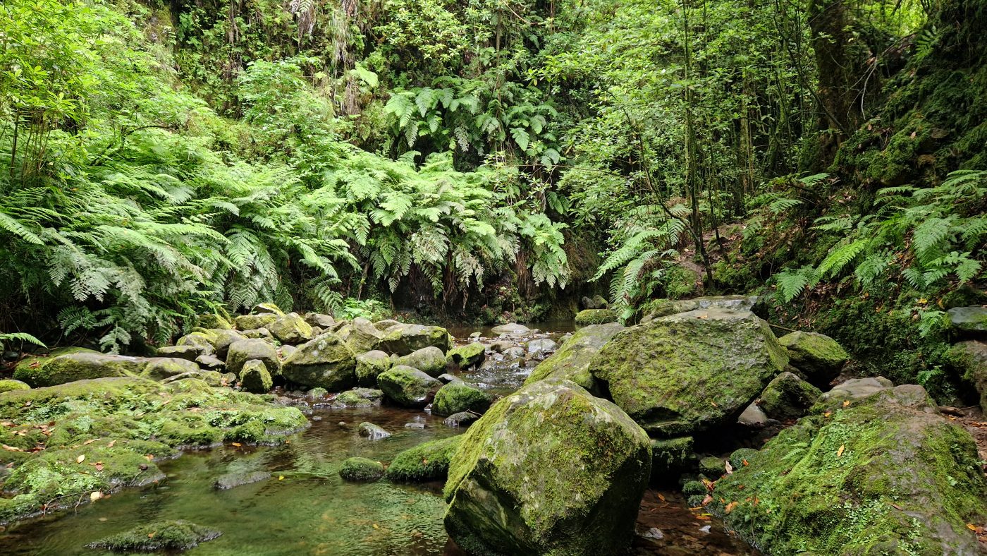 Matk Levada do Rei