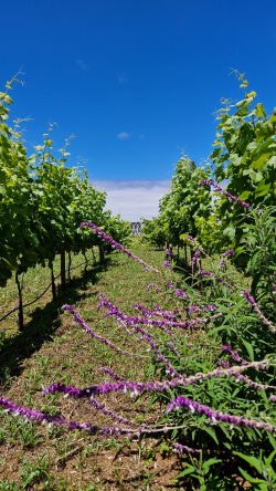 Quinta do Furao viinamarjaistandus