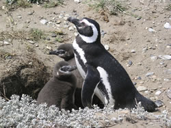 Pingviinid tundsid Otway rannas end koduselt.