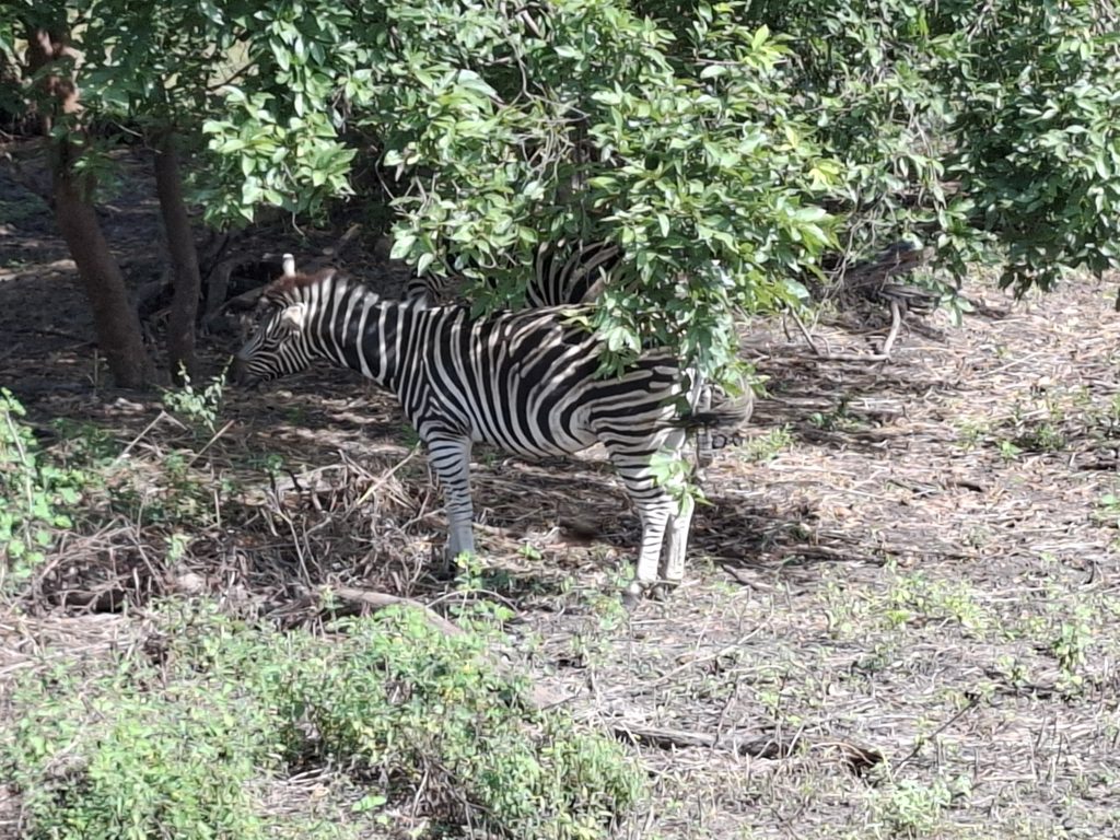 Fathala rahvuspargis, Senegalis